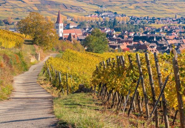 vineyard-6774592_1280